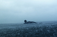 The Winter Albatross Thumbnail